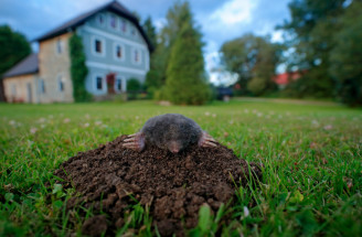 Ako sa zbaviť krtka vo vašej záhrade? Skúste naň tieto triky!