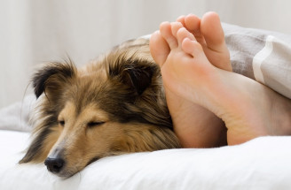 Spoločný spánok s domácim miláčikom – 6 dôvodov, prečo to nie je najlepší nápad. Sú aj nejaké výhody?