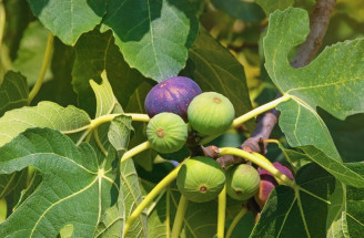 Plánujete pestovať figovník? Tu sú tipy na starostlivosť aj spracovanie chutných fíg