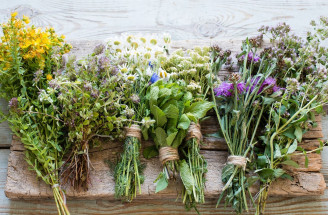 KVÍZ: Liečivé bylinky v našom okolí: Spoznáte ich podľa obrázka?