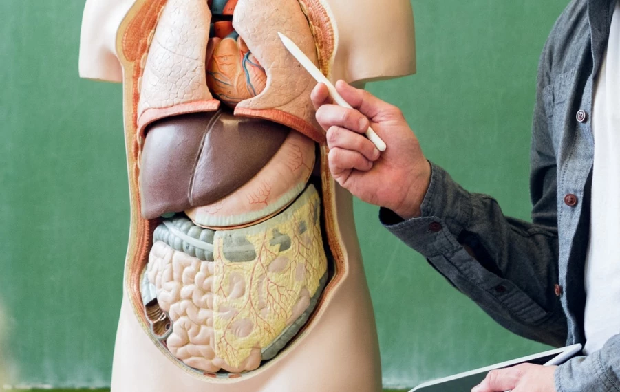 Kvíz o znalostiach ľudského tela