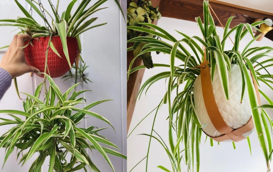 ako pestovať zelenec