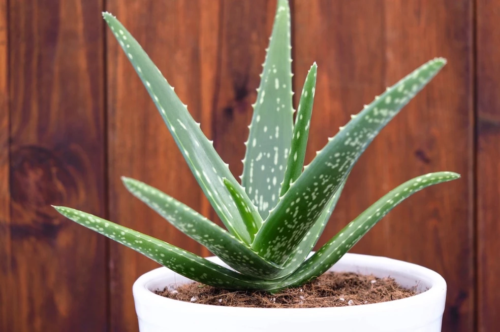 Aloe vera