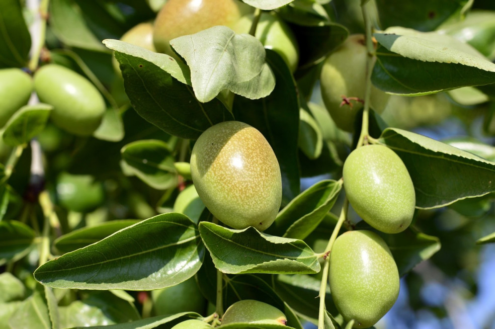 jojoba čínska