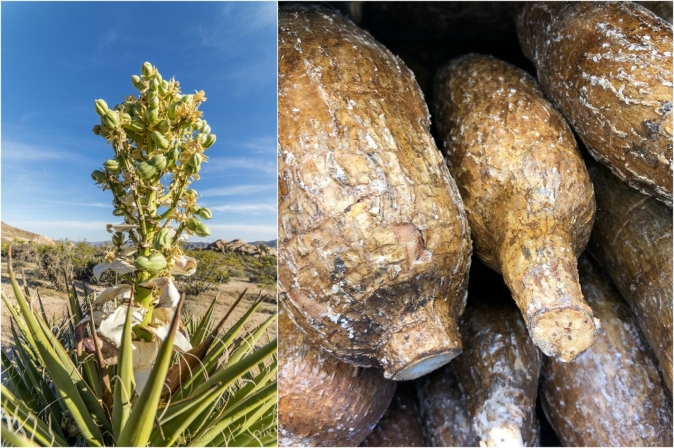 účinky koreňa yucca