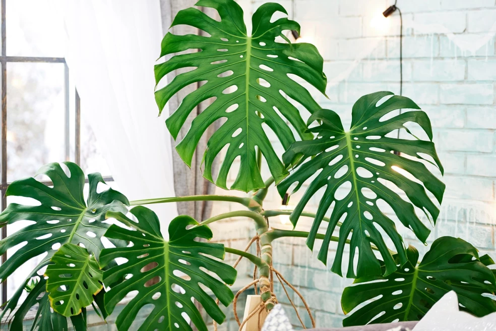 monstera