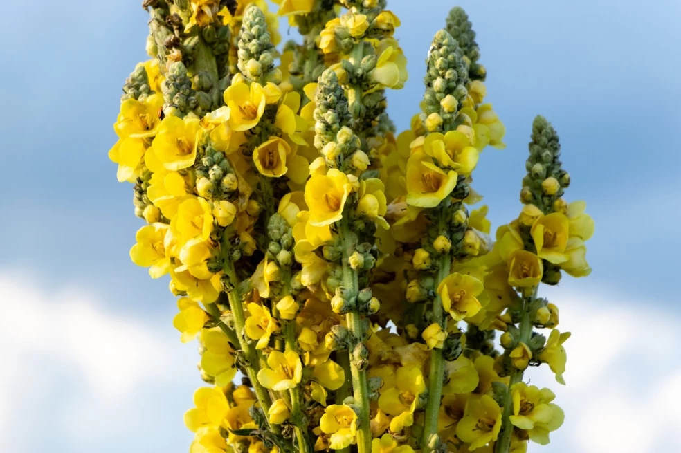 divozel