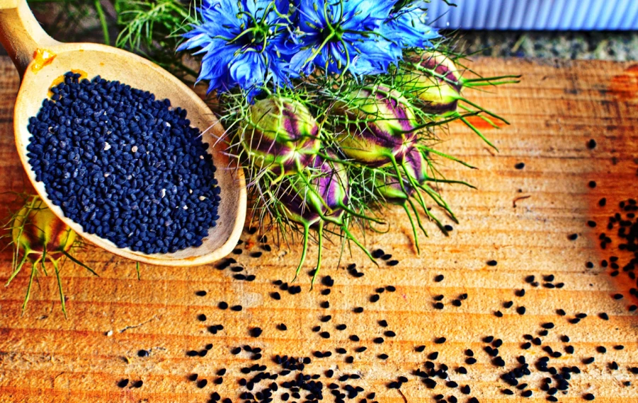 Nigella sativa