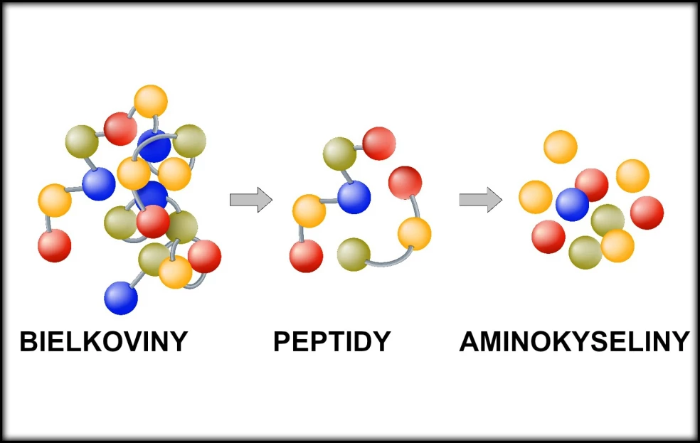 zloženie bielkovín