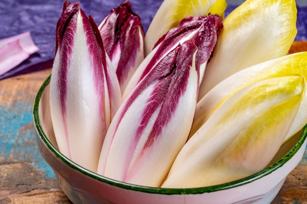 šalátová čakanka