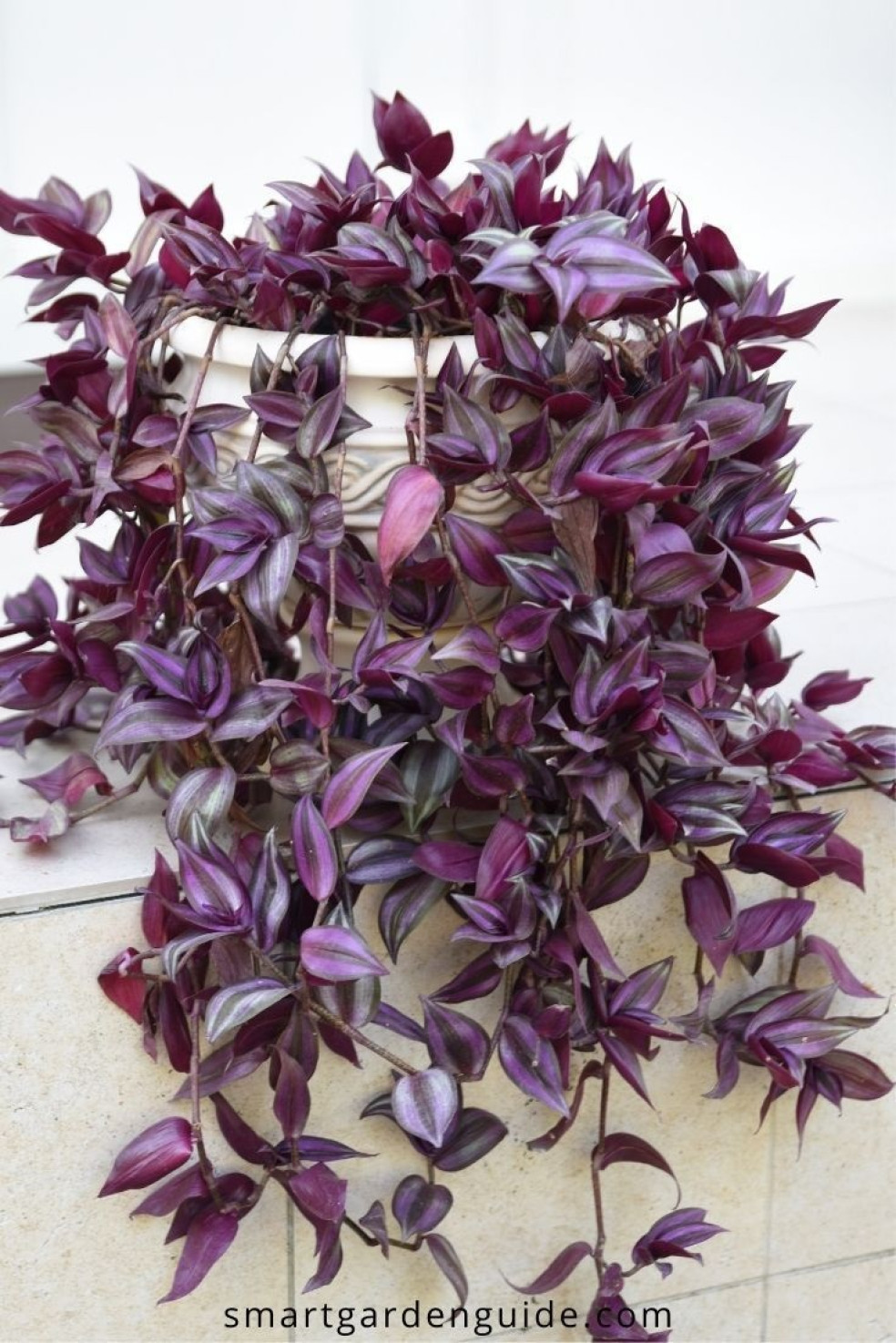 tradescantia