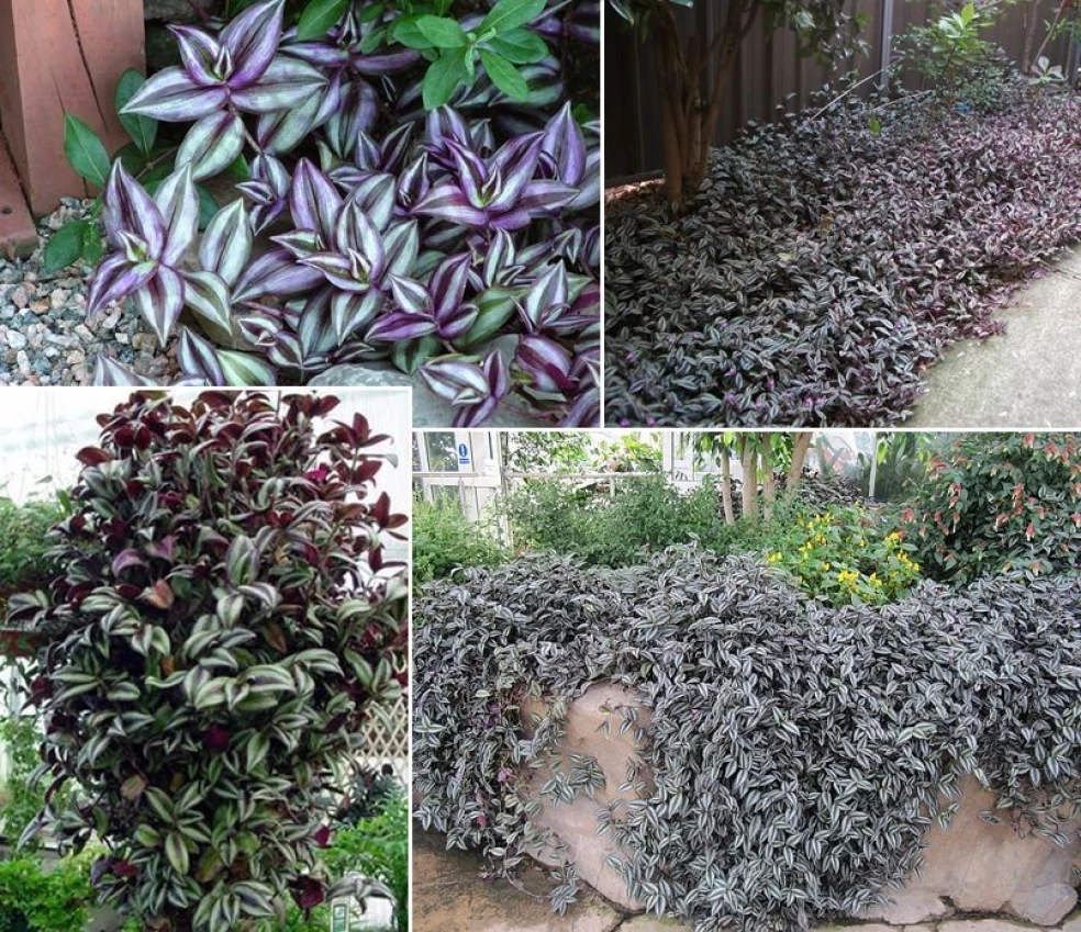 tradescantia