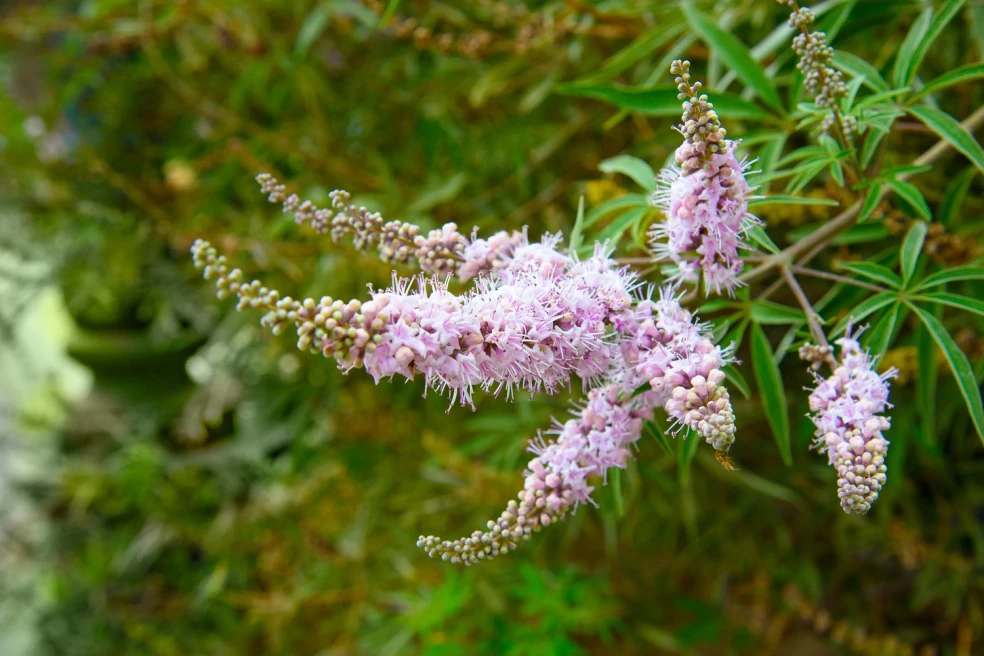 vitex jahňací