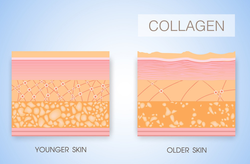 kolagén v pokožke