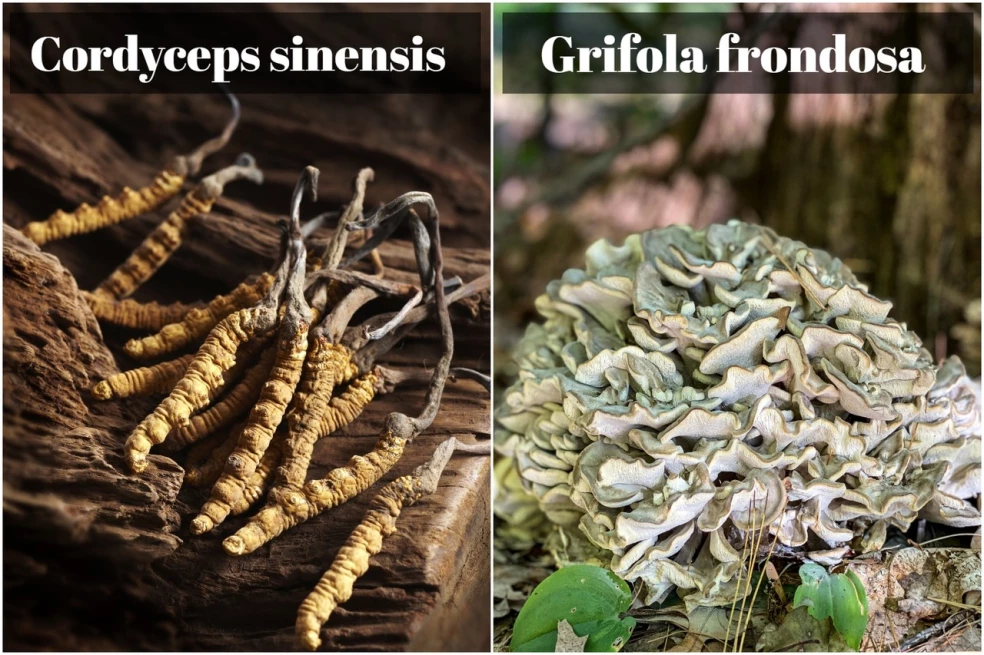 cordyceps a maitake