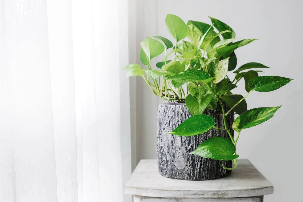 Epipremnum