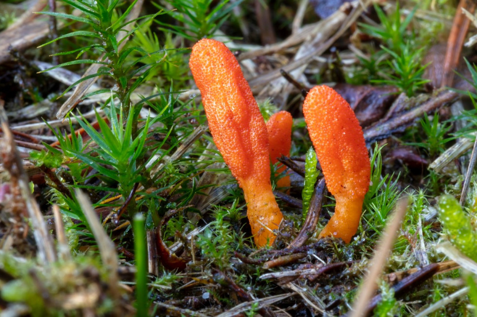 účinky huby Cordyceps