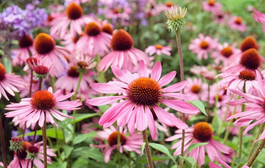 Echinacea purpurea