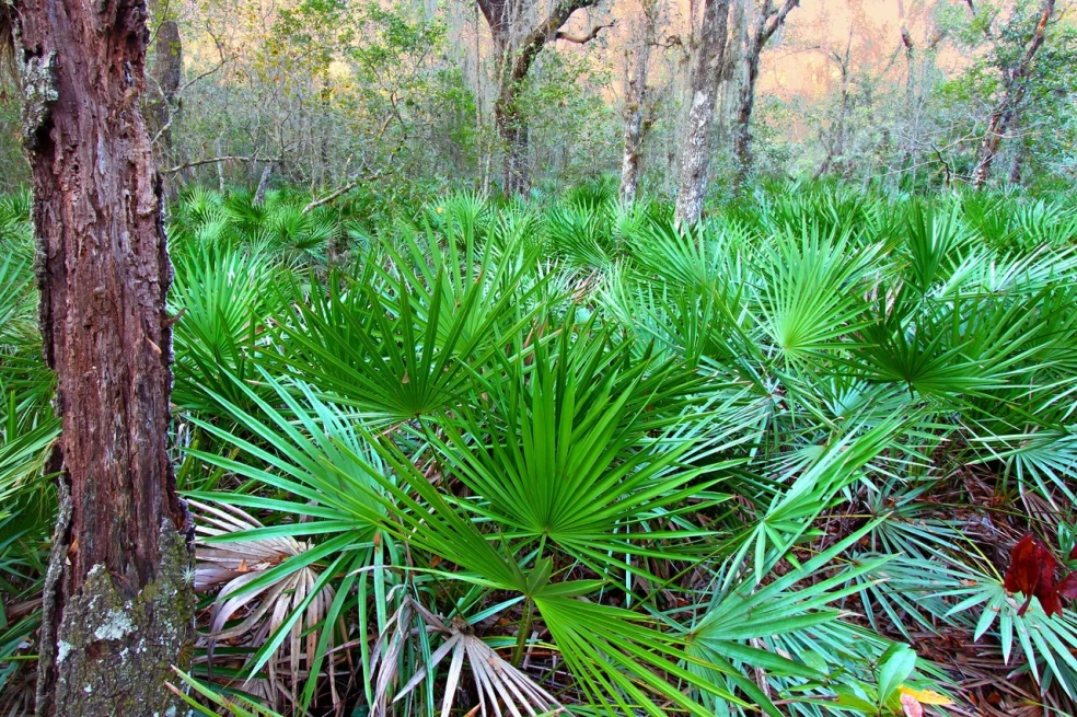 serenoa