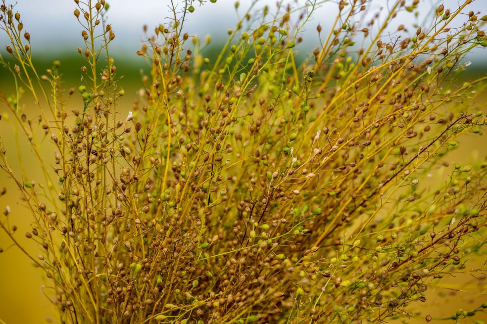 Camelina sativa