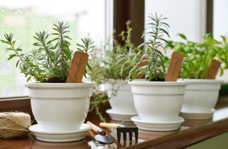 Ktoré bylinky pestovať v kuchyni? Nezmeškajte ideálny čas na sadenie!
