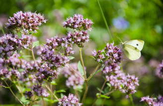 Oregano a jeho účinky – v akých formách ho využiť pre svoje zdravie?