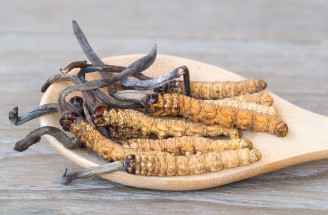 Cordyceps – vzácna tibetská huba, ktorej účinky musíte poznať!