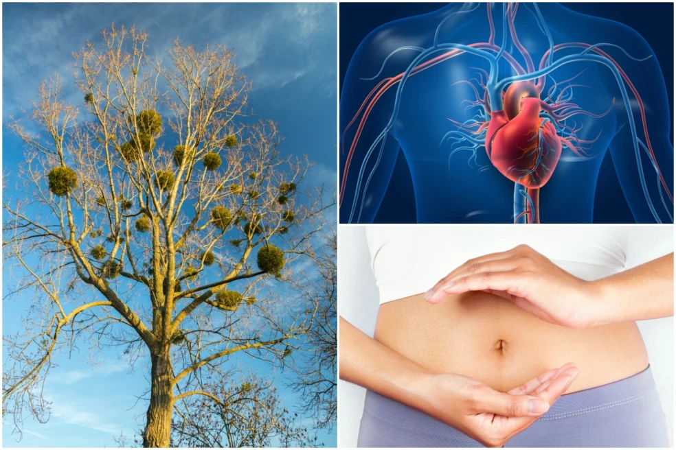 účinky imela bieleho