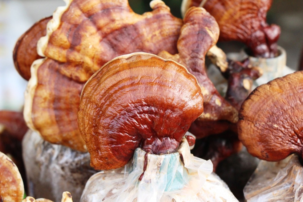 Ganoderma lucidum