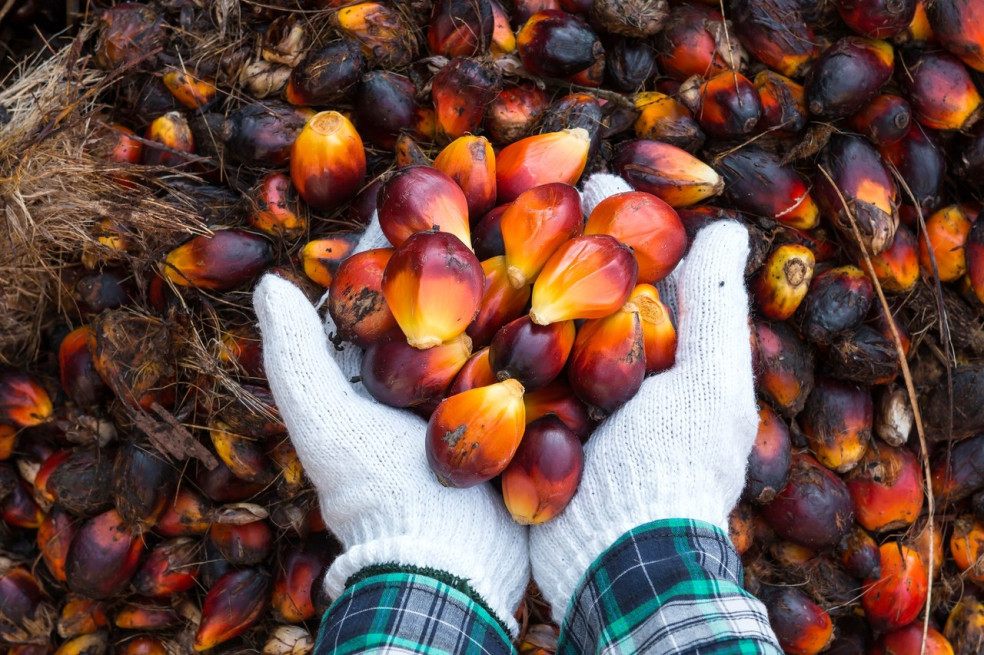 účinky palmového oleja