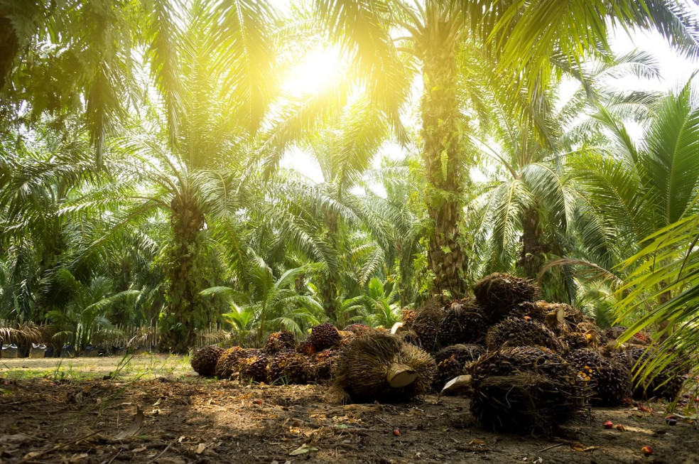výroba palmového oleja