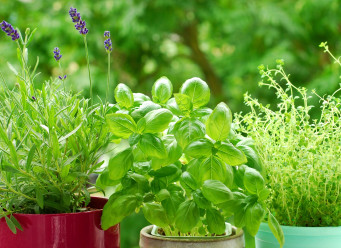 Ako pestovať bylinky na balkóne? Spoznajte overené rady a tipy