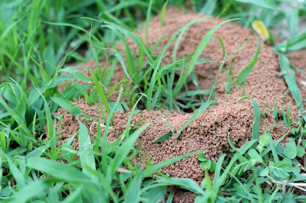 mravce v záhrade