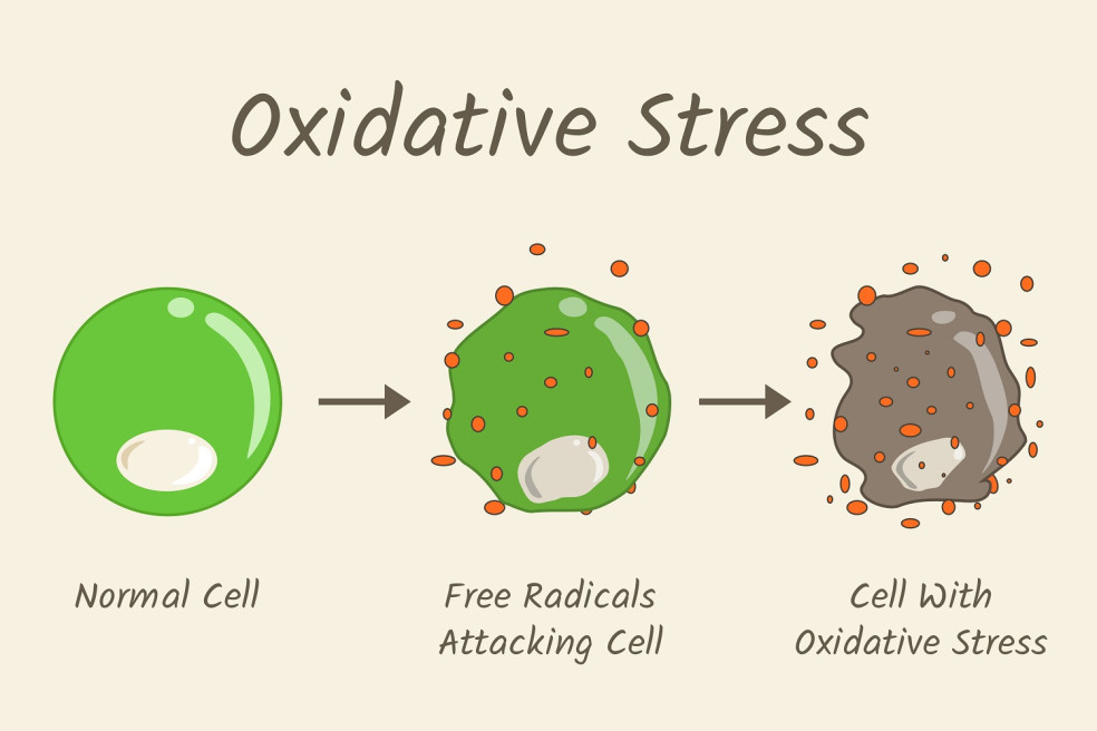 oxidačný stres