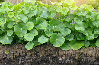 Poznáte bylinku gotu kola? Objavte účinky tohto ajurvédskeho liečiva!