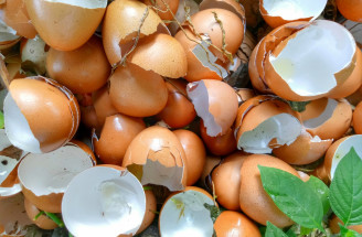 Vyhadzujete škrupiny z vajíčok? Chyba! Využite ich vo svojej záhrade