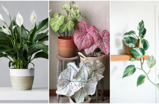 Milovníci rastlín buďte ostražití: Na tieto jedovaté izbové rastliny si dávajte pozor!