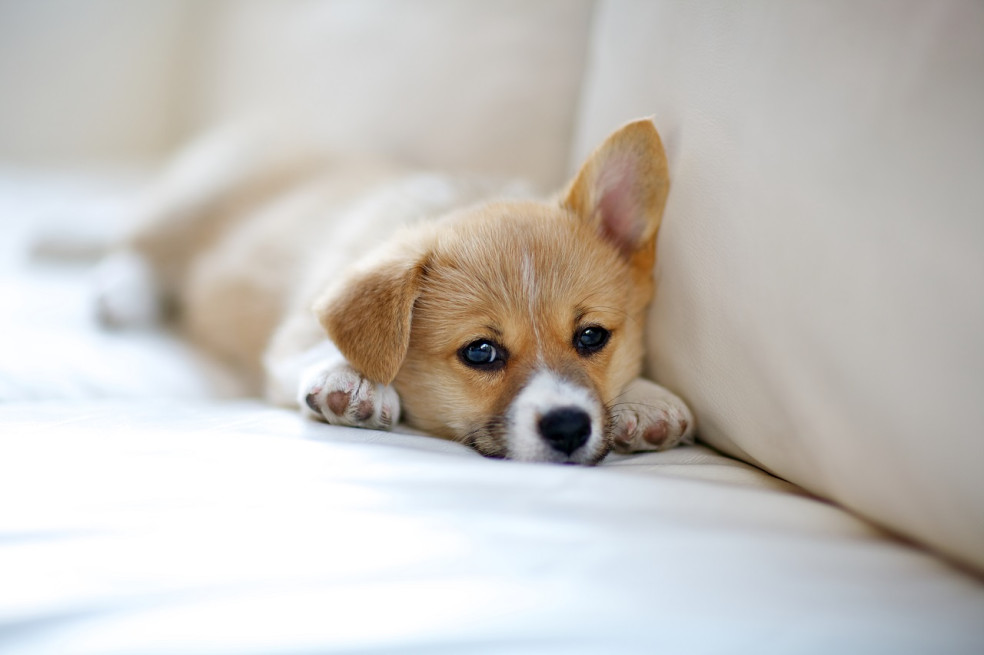 Welsh Corgi Pembroke