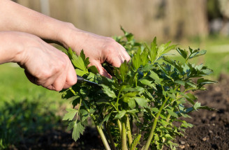 Ako pestovať ligurček? Objavte jeho účinky aj spôsoby použitia!