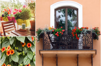 Zelená letná oáza: Ktoré kvety sú vhodné pre slnečný balkón?