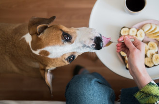 Nevhodná strava pre psa – ktorými bežnými potravinami rozhodne nekŕmiť domácich miláčikov?!