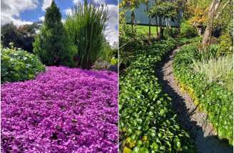 TOP pôdopokryvné rastliny do vašej záhrady – zvolíte zelené či kvitnúce?