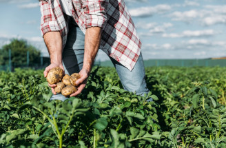 Čo zahŕňa základná starostlivosť pri pestovaní zemiakov?