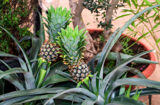 Ako vypestovať ananás z odrezku? Dá sa to veľmi jednoducho!