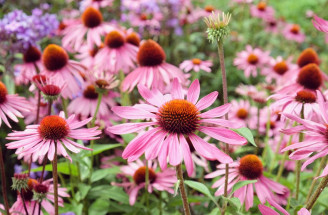 Echinacea purpurea – prírodný pomocník nielen pre imunitu. Aké sú jej účinky?