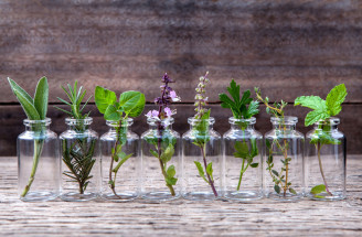 Tieto liečivé rastliny sa oplatí mať doma! Čím vynikajú?
