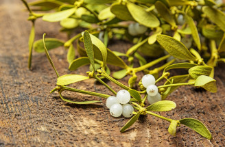 Nielen vianočná dekorácia, ale aj liek – aké liečivé účinky má imelo biele?