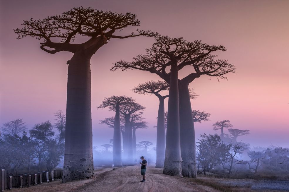 baobabový prášok