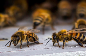 Ako pomôcť včelám prežiť? Aj vy pre ne môžete urobiť týchto 6 vecí!
