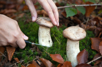 Ktoré huby zbierať v novembri: Sprievodca jesenným hubárčením